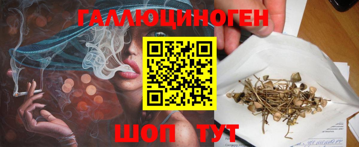 Псилоцибиновые грибы Psilocybe Сокол